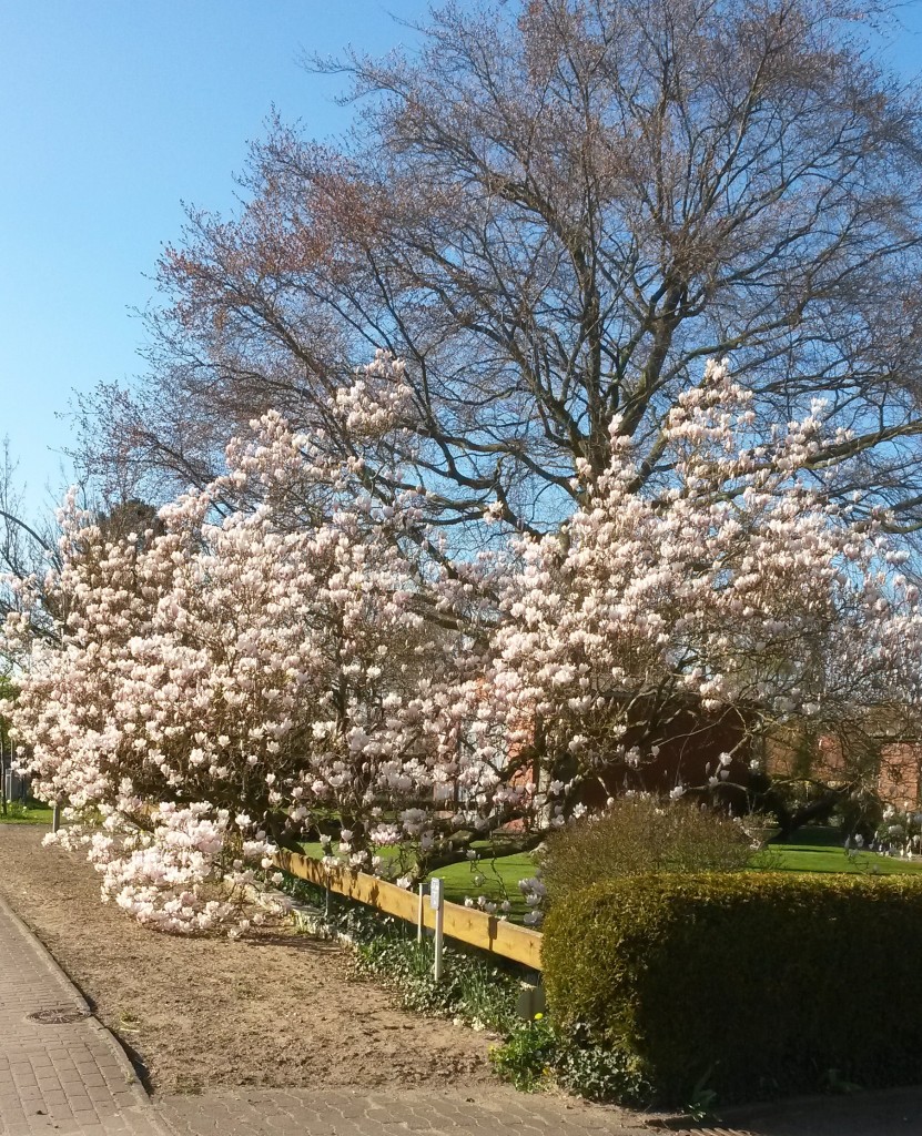 Sarkwitz 20160421 Baum